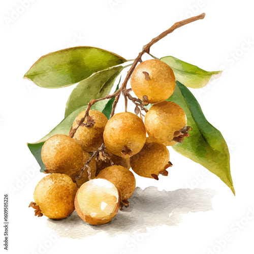 Watercolor vector illustration of Longan, isolated on white background.