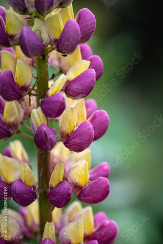 Close-up of a blooming pink and yellow lupin flower in summer garden

