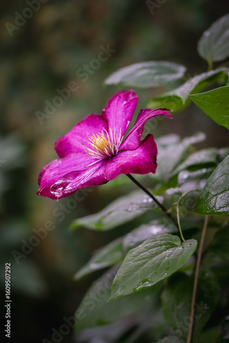 Magenta clematis flower with raindrops in a green garden