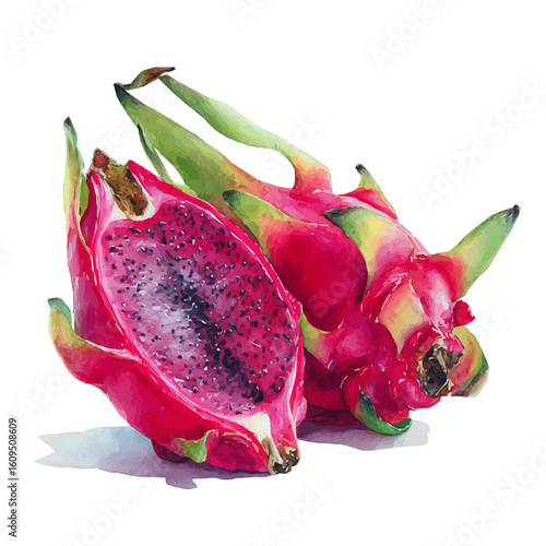 Dragon Fruit, watercolor painting, vector illustration, isolated on a white background.