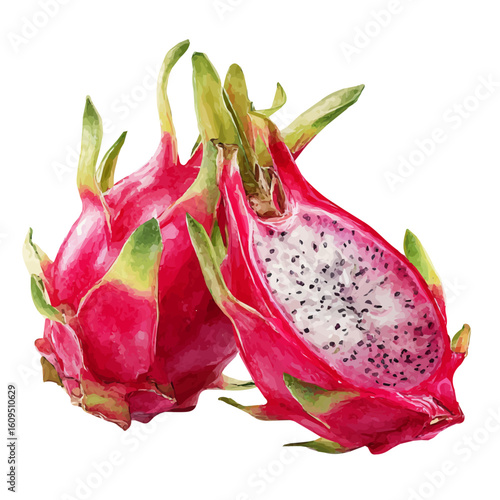 Dragon Fruit, watercolor painting, vector illustration, isolated on a white background.