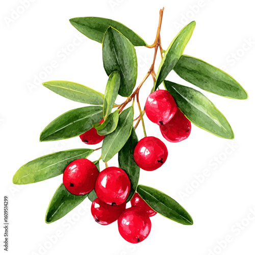 Watercolor vector illustration of Christmas Mistletoe Berries, isolated on white background.