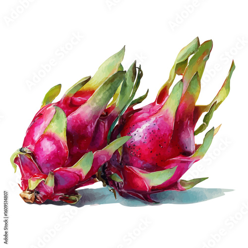 Dragon Fruit, watercolor painting, vector illustration, isolated on a white background.