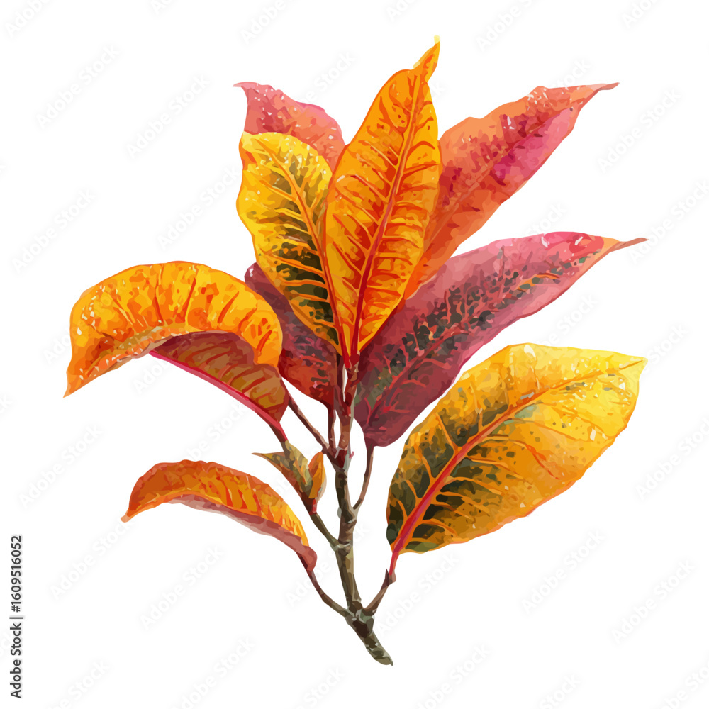 Fototapeta premium A watercolor painting of Croton, vector illustration on white background.
