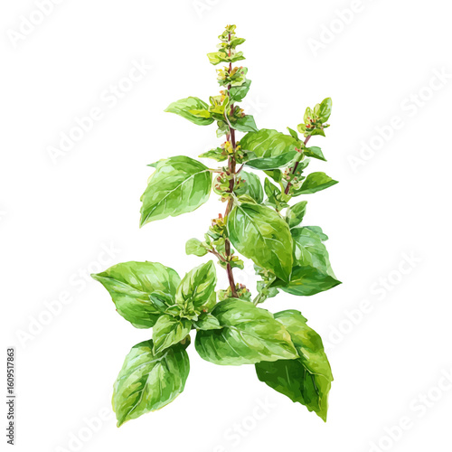 Holy Basil in watercolor style, vector illustration, isolated on white background.