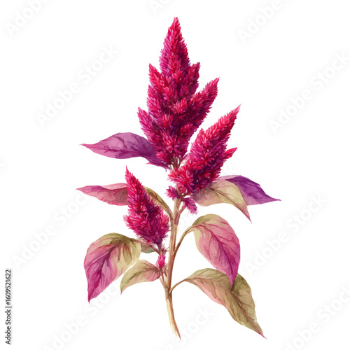 A watercolor painting of Amaranth Flower, vector illustration on white background.