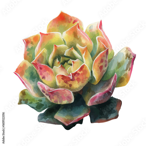 A watercolor painting of Bear Paw Succulent, vector illustration on white background.
