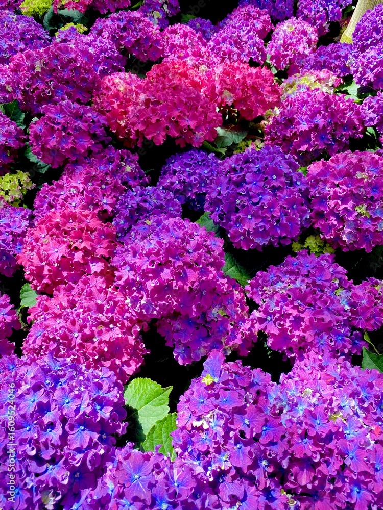 Obraz premium pink and purple hydrangeas
