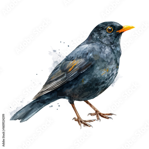 A watercolor painting of Blackbird, vector illustration on white background.