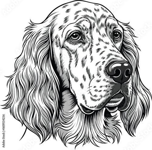 Elegant Black and White Illustration of a Setter Dog's Head