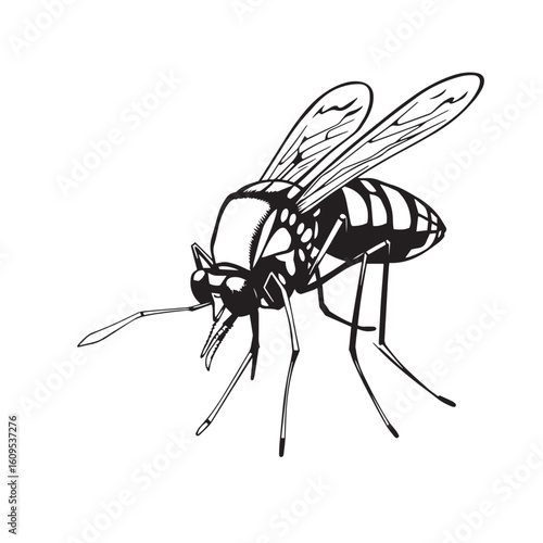 Mosquito close up vector design concept black and white illustration.