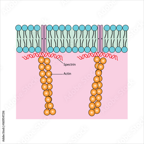 Cell Membrane Structure, Spectrin and Actin Network