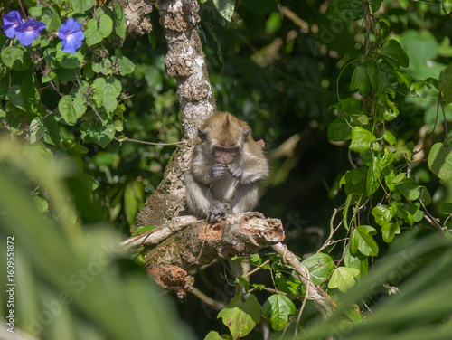 Mauritius macaque monkey endangered endemic species eating on tree