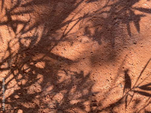 Soft afternoon light casts delicate shadows of olive branches on a textured terracotta wall. The play of light and nature creates a warm, peaceful Mediterranean atmosphere full of subtle beauty.