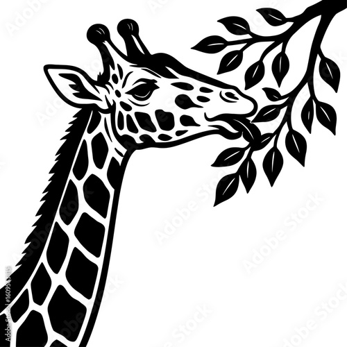 Tall Giraffe Gracefully Nibbling Fresh Leaves from Tree Branch
