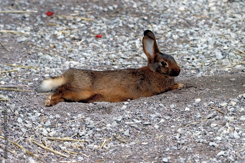lapin