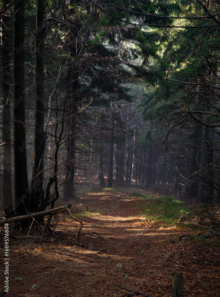 Obraz premium forest in autumn