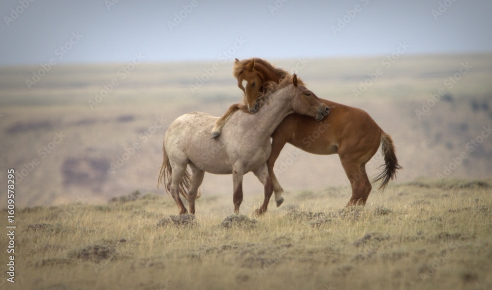 Obraz premium Horse Play - Two Wild Mustangs playing in Salt Wells Creek HMA, Wyoming