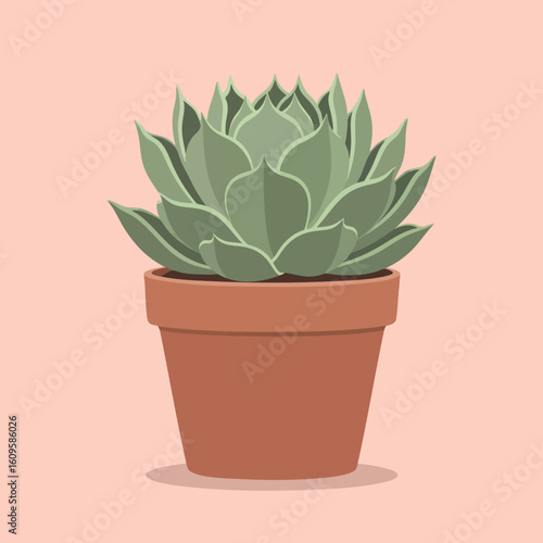 Vibrant green succulent plant in a classic terracotta pot.