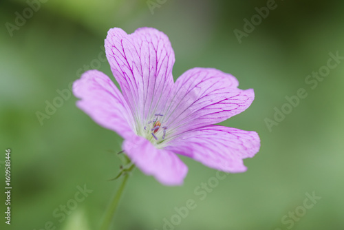 Close-up pink cranesbill, pink flower of the Geranium sanguineum, pink petals of the Bloody cranesbill, green background, spring flowers in full bloom