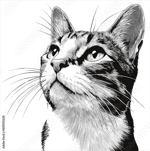 Detailed Cat Head Engraving: Realistic Feline Line Art Illustration