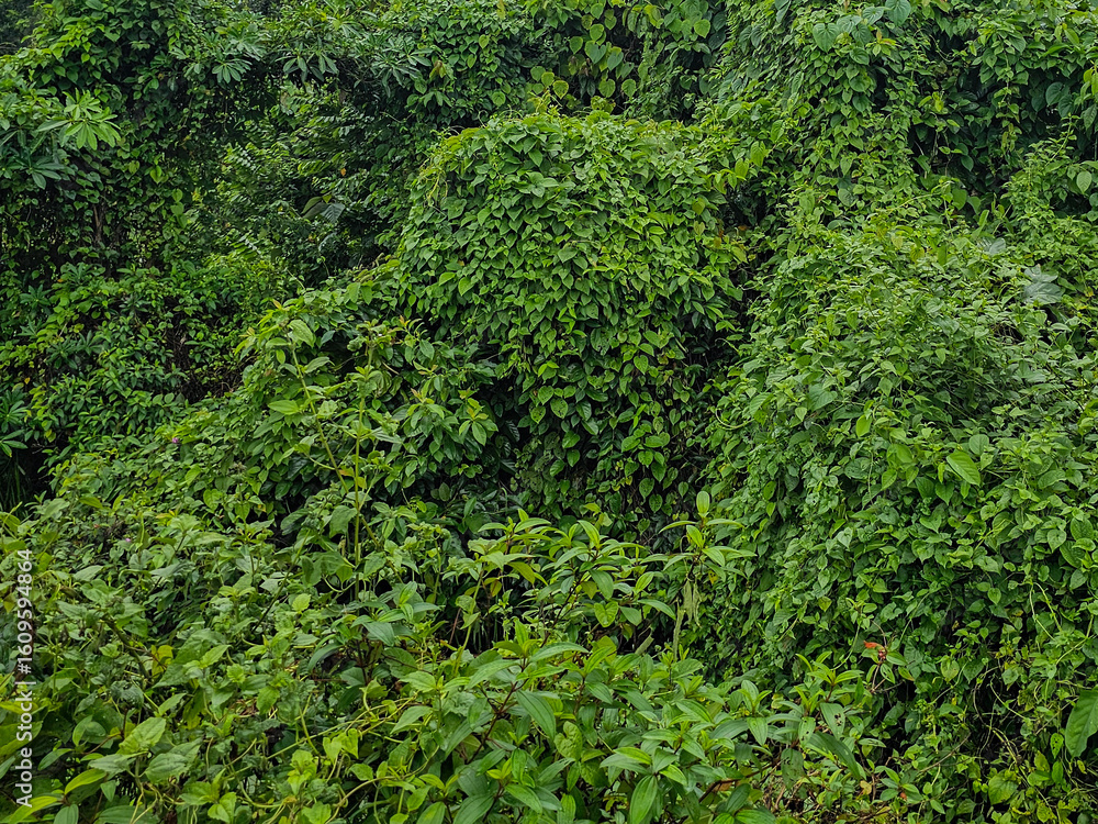 Obraz premium green moss background