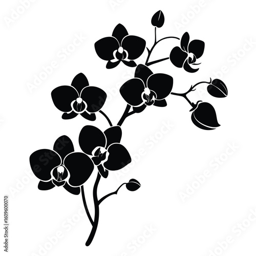 Elegant black and white silhouette of phalaenopsis orchid flowers and buds on a white background