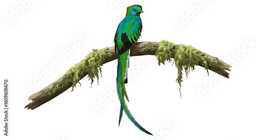 Resplendent Quetzal Perched on Moss-Covered Branch