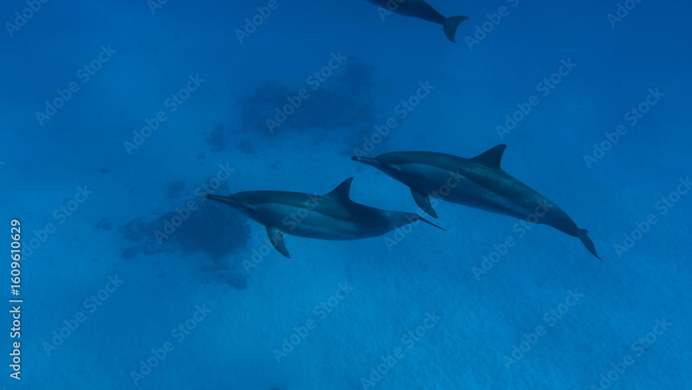 Fototapeta premium Dolphins. Spinner dolphin. Stenella longirostris is a small dolphin that lives in tropical coastal waters around the world. 