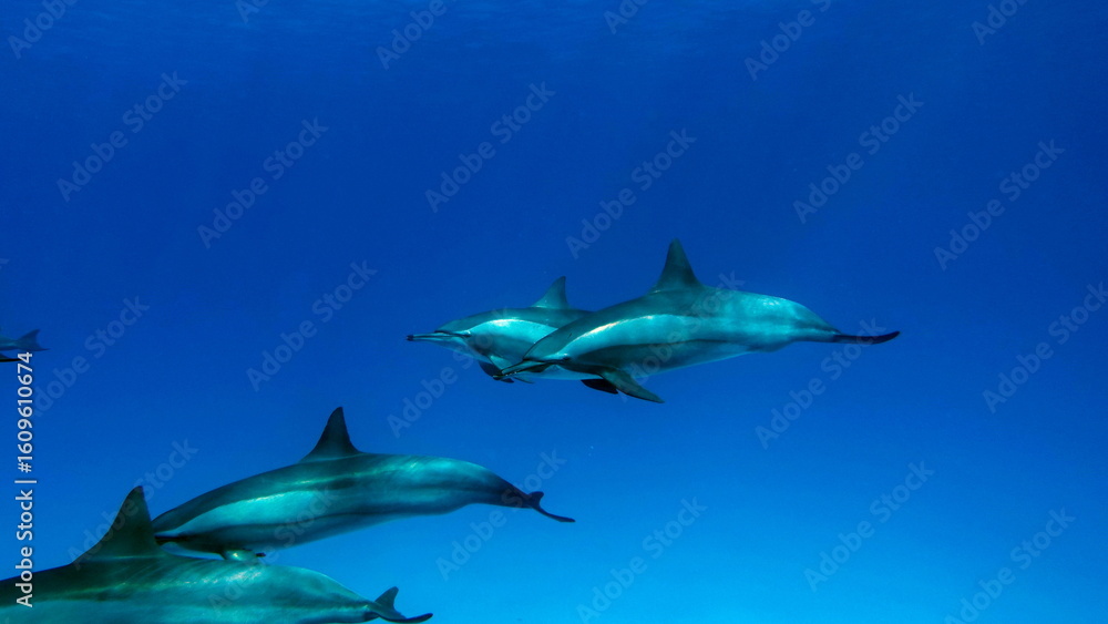 Fototapeta premium Dolphins. Spinner dolphin. Stenella longirostris is a small dolphin that lives in tropical coastal waters around the world.