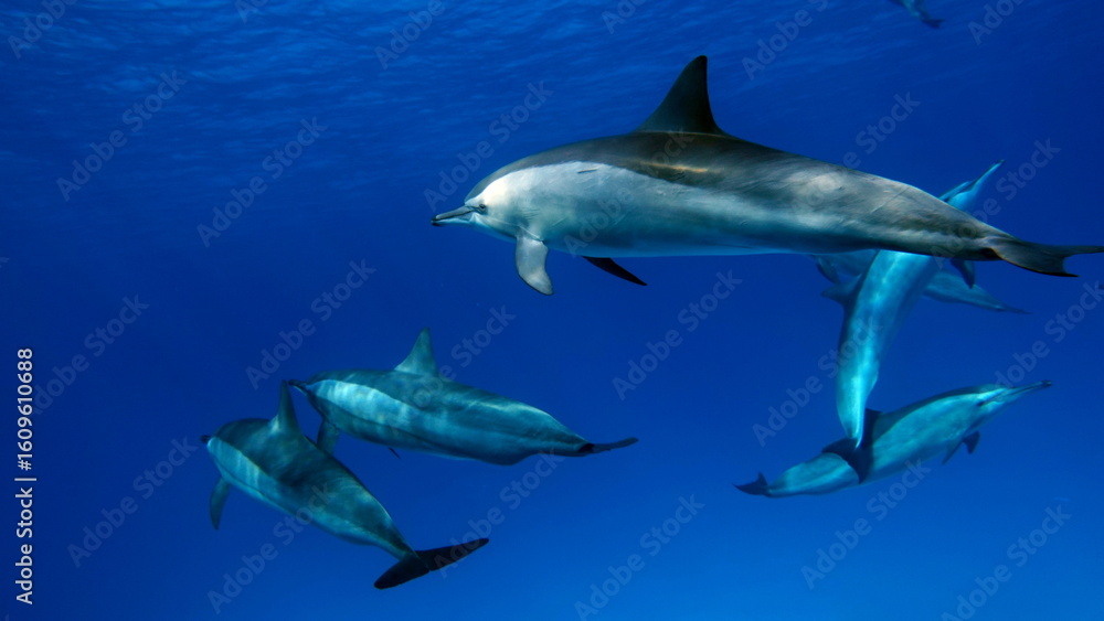 Fototapeta premium Dolphins. Spinner dolphin. Stenella longirostris is a small dolphin that lives in tropical coastal waters around the world. 