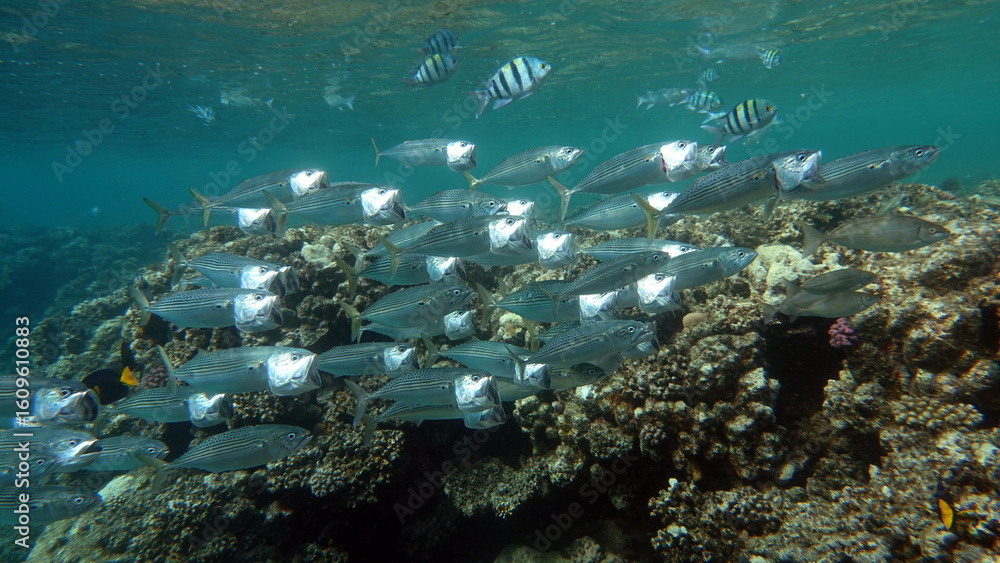 Fototapeta premium Colorful tropical fish on a coral reef, amazingly beautiful fairy world. In the coral gardens of the Red Sea.