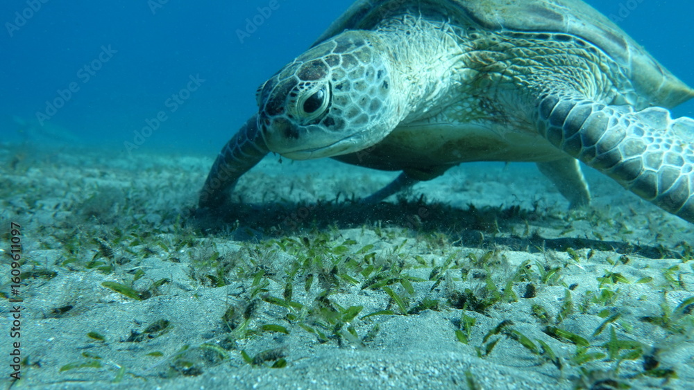 Obraz premium Big Green turtle , Green turtles are the largest of all sea turtles. A typical adult is 3 to 4 feet long and weighs between 300 and 350 pounds. 