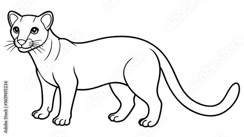 Fossa Animal Vector Art from Madagascar Wildlife Series
