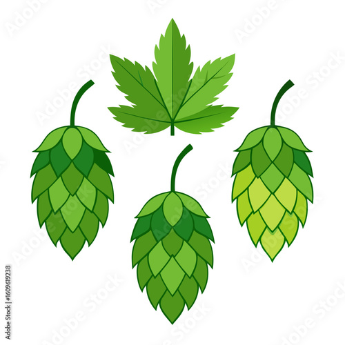 Illustration of hop cones and leaf in various shades of green arranged against a white background perfect for brewing or botanical themed designs and projects