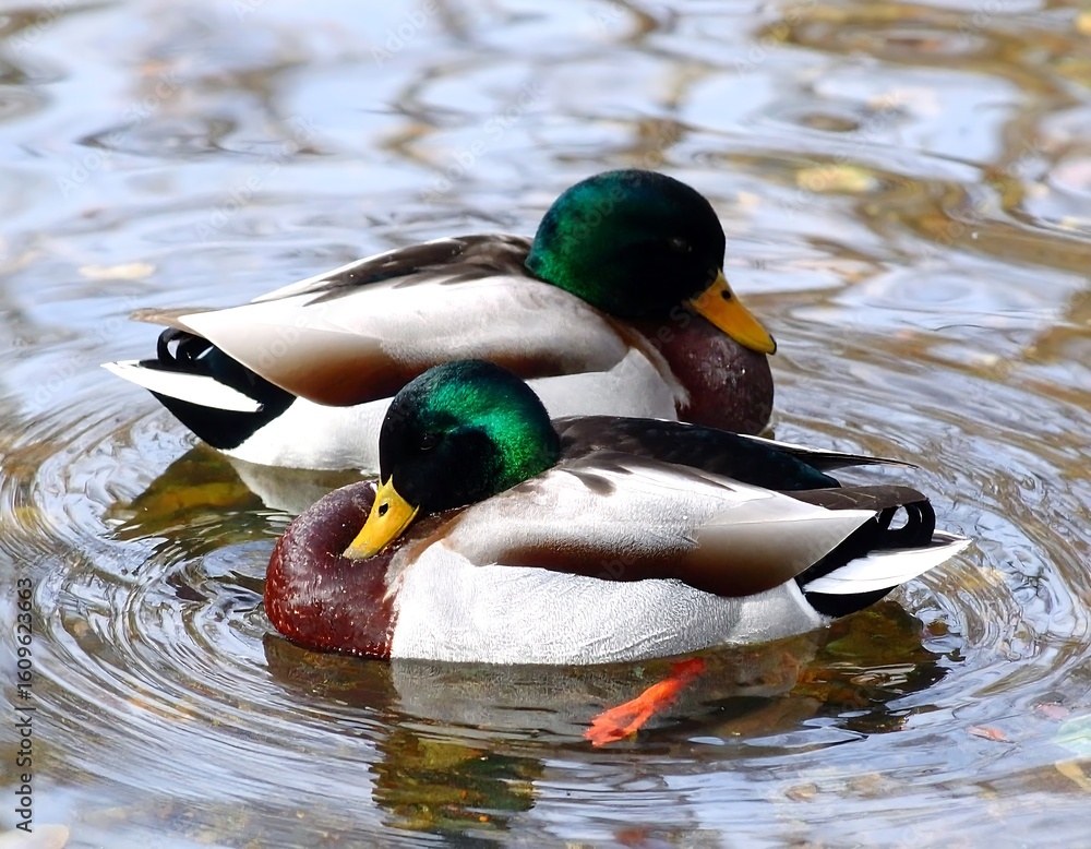 Fototapeta premium Two mallard ducks in a pond