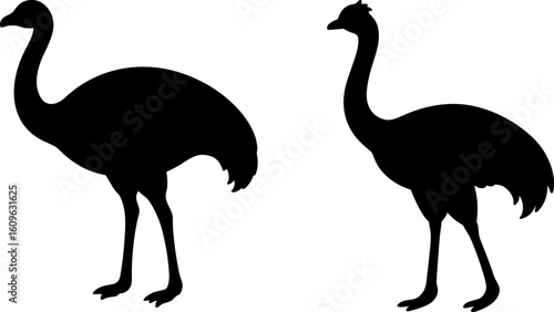 Black ostrich bird animal set, a set of ostrich birds standing, ostrich bird collection, Vector of ostrich bird animal, ostrich bird silhouette, black ostrich bird isolated on white background