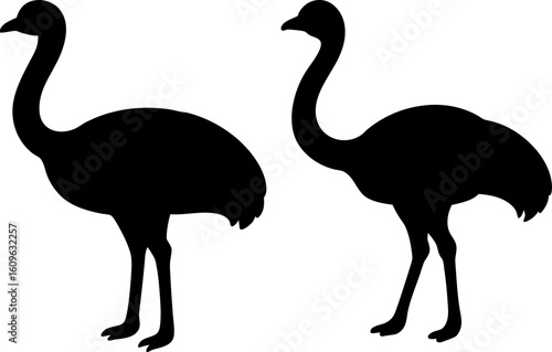 Black ostrich bird animal set, a set of ostrich birds standing, ostrich bird collection, Vector of ostrich bird animal, ostrich bird silhouette, black ostrich bird isolated on white background