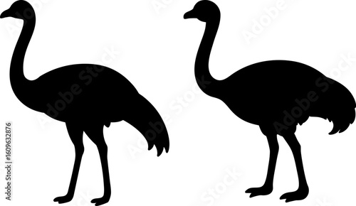 Black ostrich bird animal set, a set of ostrich birds standing, ostrich bird collection, Vector of ostrich bird animal, ostrich bird silhouette, black ostrich bird isolated on white background