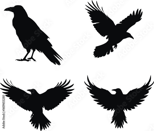 Set of Raven bird Silhouette Collection. transparent background. vector illustration. black and white, halloween, Raven bird, bundle Black Cat, Bat, Spider, Spider Web, Skeleton, Haunted House, Owl, C