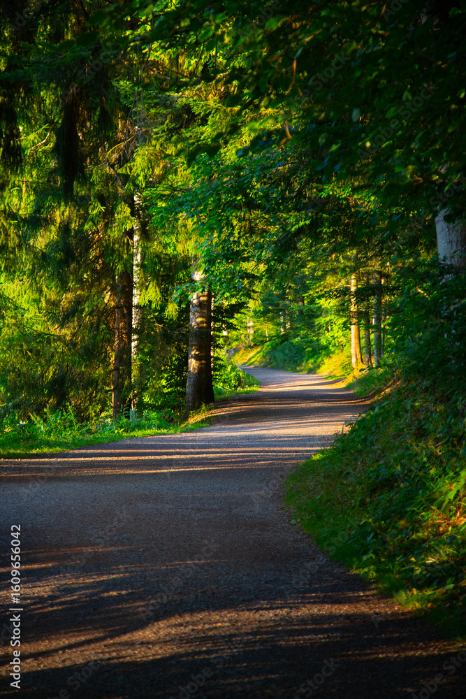 Fototapeta premium wide trail in the green forest with warm sunlight