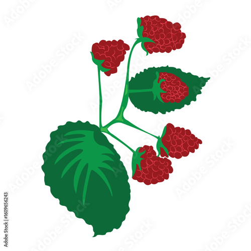 Raspberry twig with raspberry fruits isolated illustration