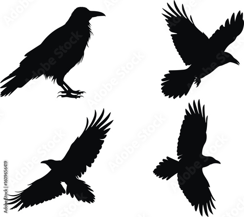 Set of Raven bird Silhouette Collection. transparent background. vector illustration. black and white, halloween, Raven bird, bundle Black Cat, Bat, Spider, Spider Web, Skeleton, Haunted House, Owl, C