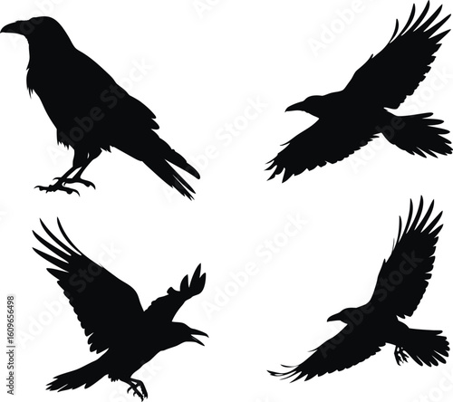 Set of Raven bird Silhouette Collection. transparent background. vector illustration. black and white, halloween, Raven bird, bundle Black Cat, Bat, Spider, Spider Web, Skeleton, Haunted House, Owl, C