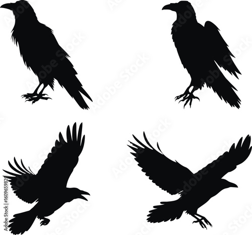 Set of Raven bird Silhouette Collection. transparent background. vector illustration. black and white, halloween, Raven bird, bundle Black Cat, Bat, Spider, Spider Web, Skeleton, Haunted House, Owl, C
