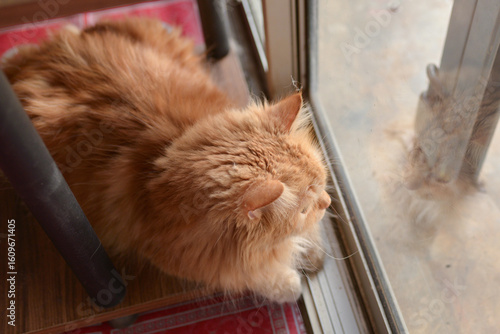 The orange cat gazes through the storefront window with loneliness.