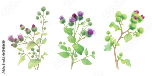 Set of watercolor illustrations of common burdock (Arctium lappa) – botanical drawings of wild herb with purple flowers and green leaves. Vectors isolated on white background.