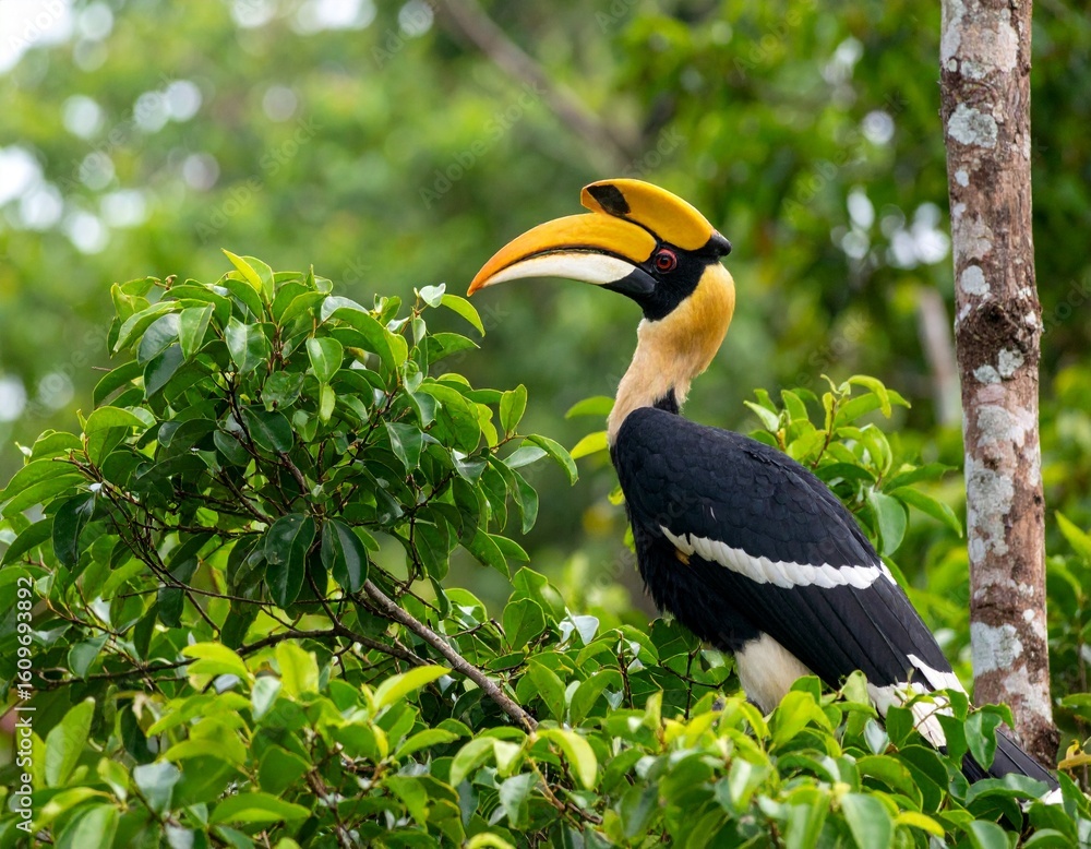 Fototapeta premium Majestic Hornbill Bird in Natural Habitat Close-Up