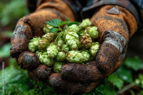 Harvested Hops Cones in Worker's Hands Protected by Gardening Gloves