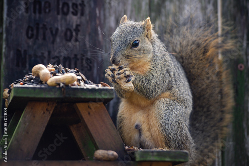 squirrel eating nuts on a picnic bench